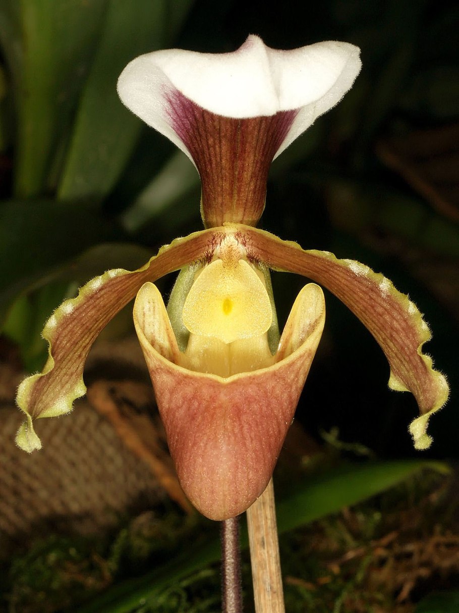 Paphiopedilum американский гибрид