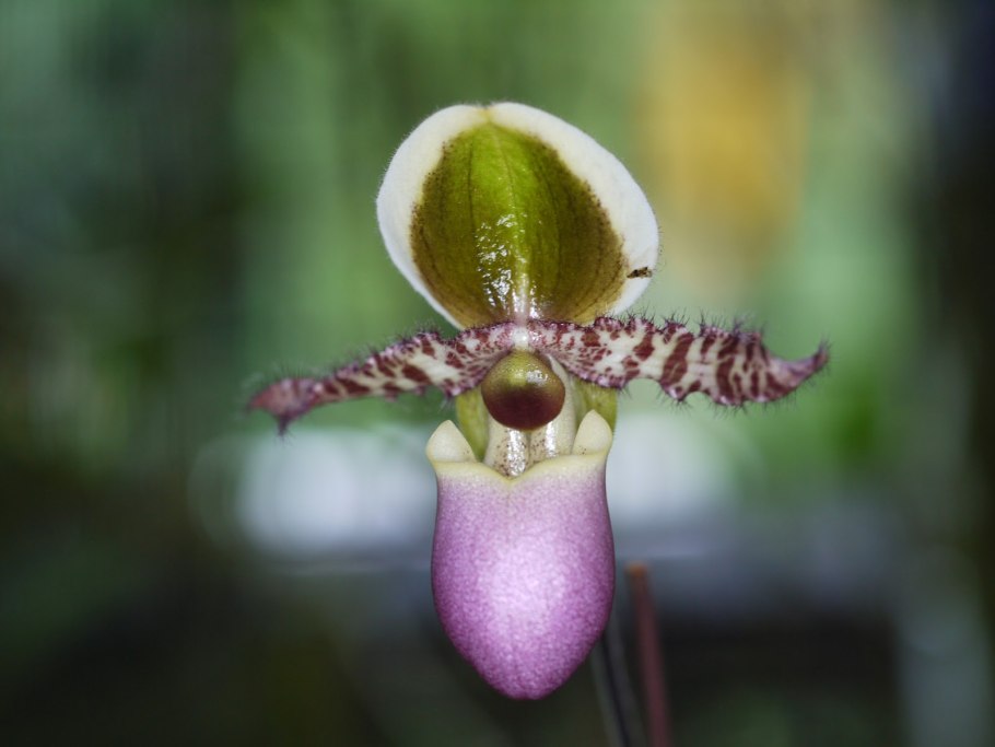 Пафиопедилум американский