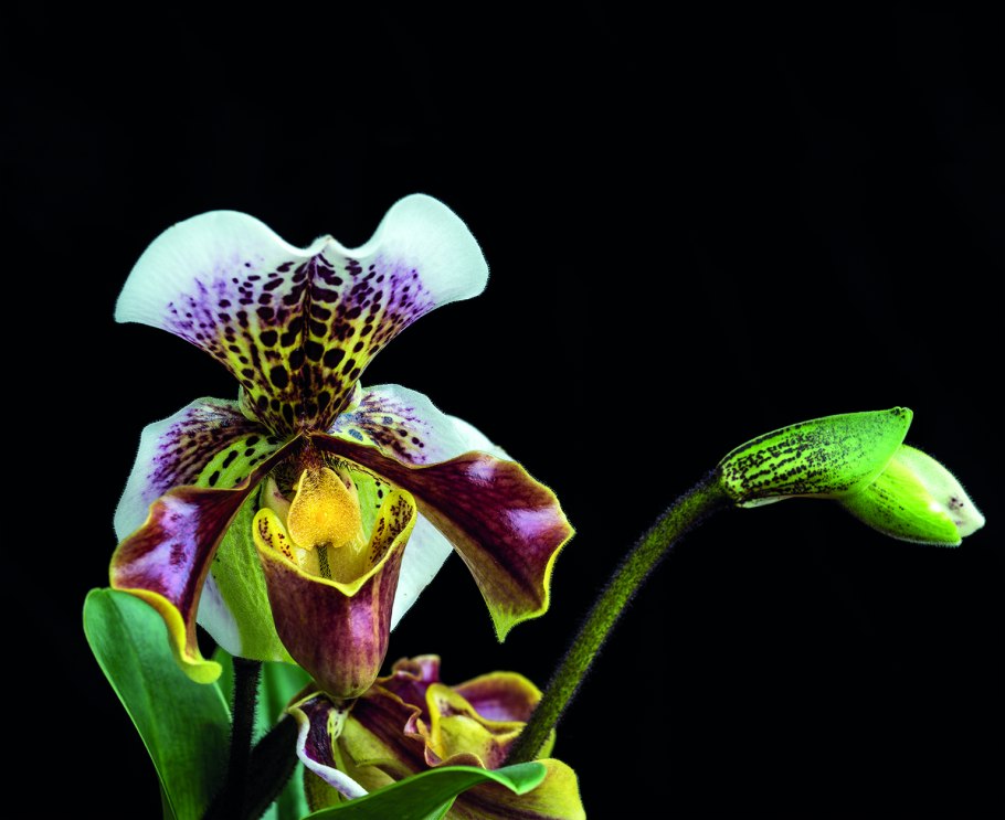 Paphiopedilum callosum