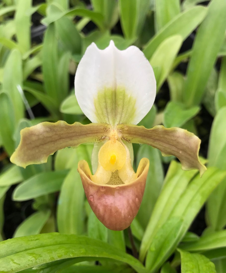 Пафиопедилум джакиъ