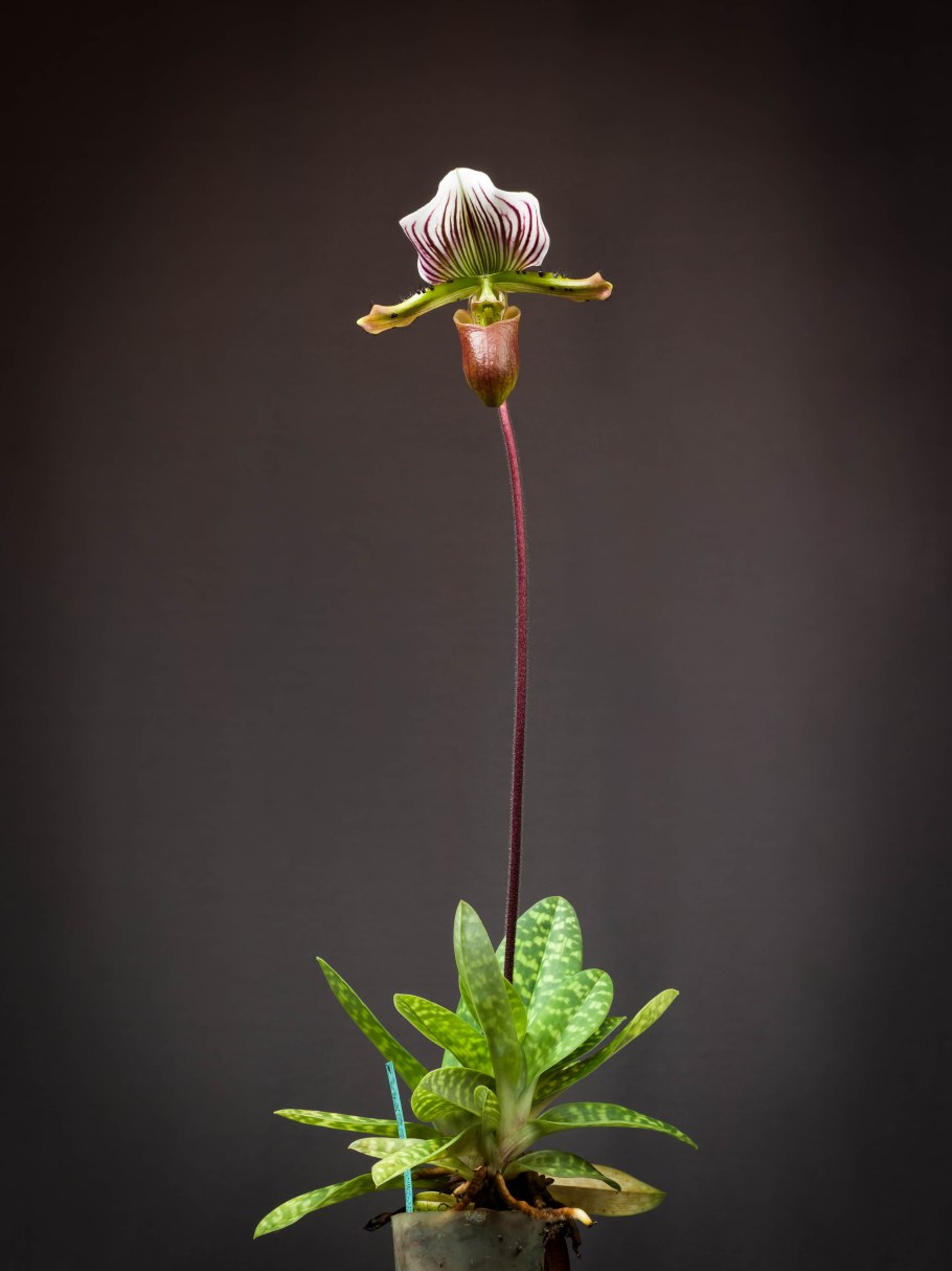 Paphiopedilum coccineum