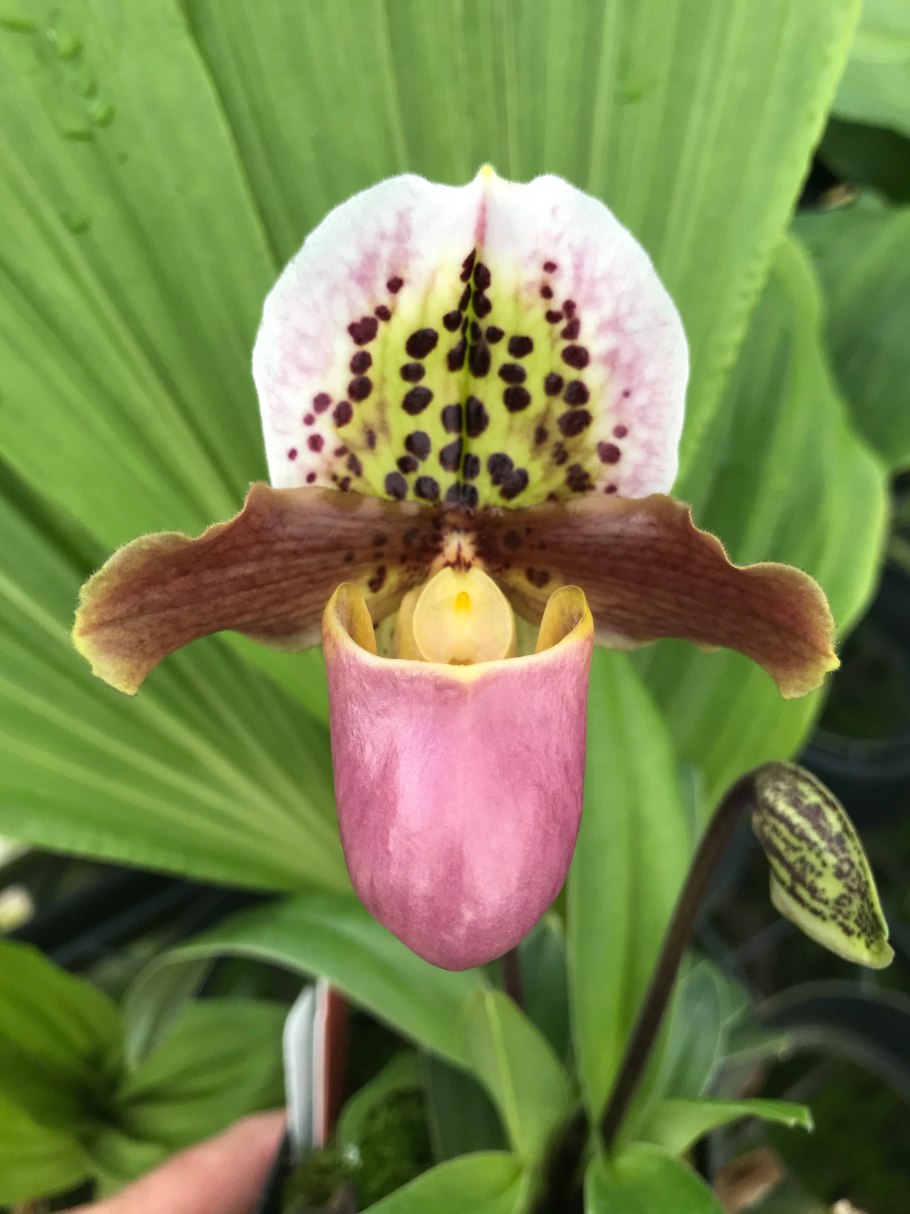 Пафиопедилум сорт Флорида