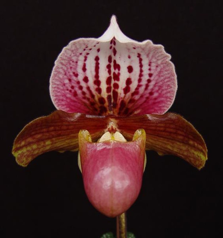 Орхидея Paphiopedilum