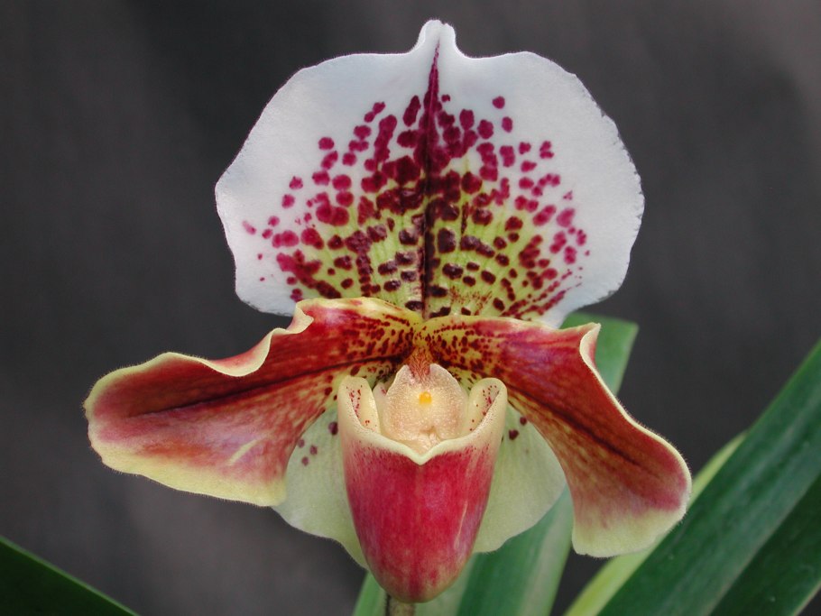Paph. Lawrenceanum