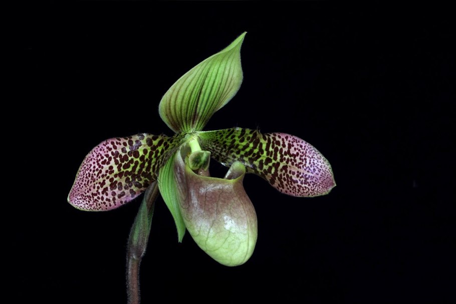 Bulbophyllum lindleyanum