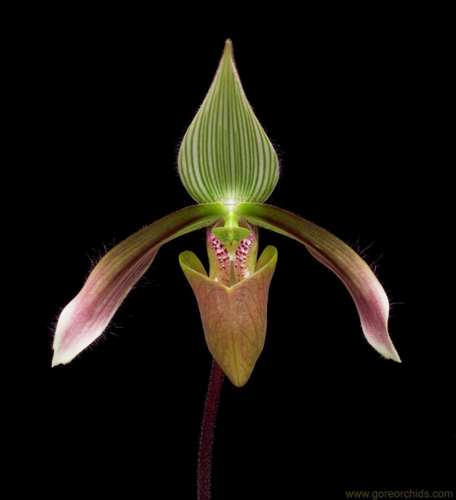 Paphiopedilum barbigerum