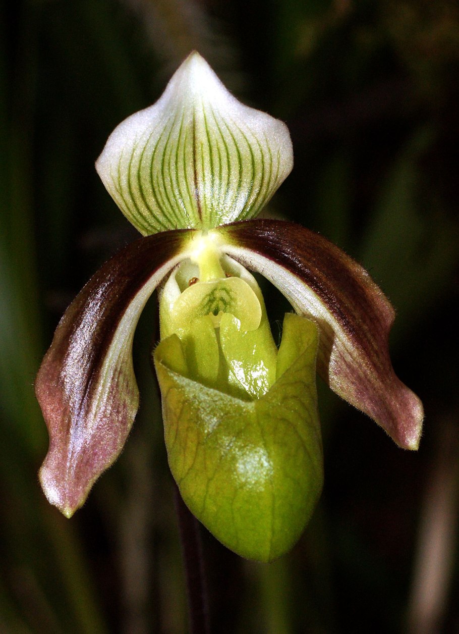 Paphiopedilum henryanum гибрид
