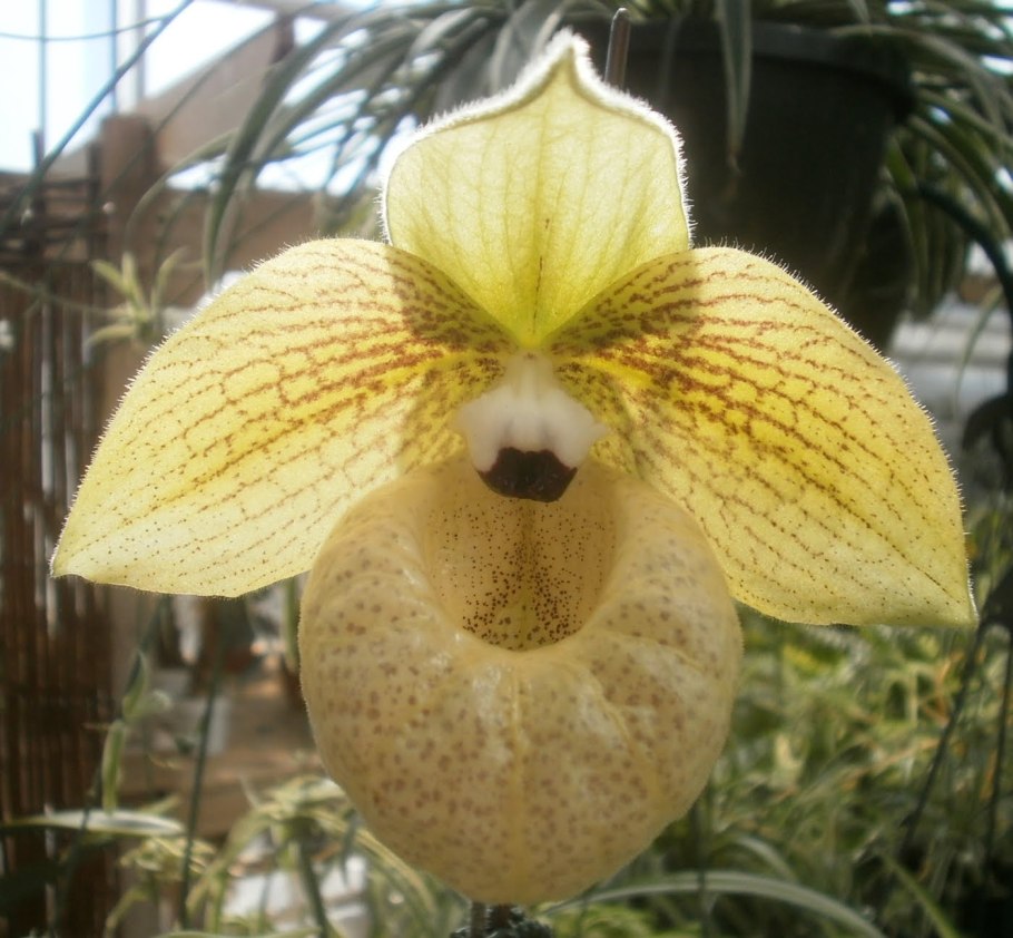 Paph. Lawrenceanum