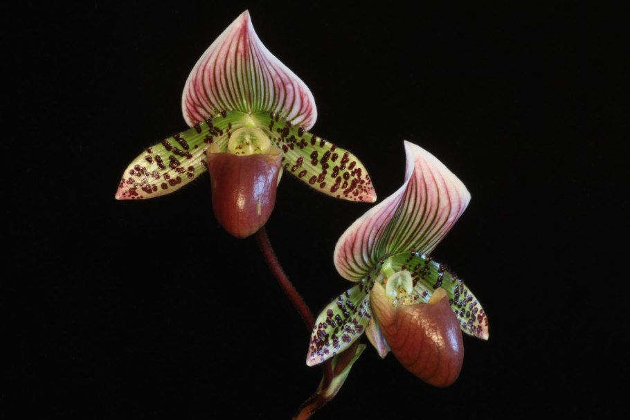 Пафиопедилум Paphiopedilum