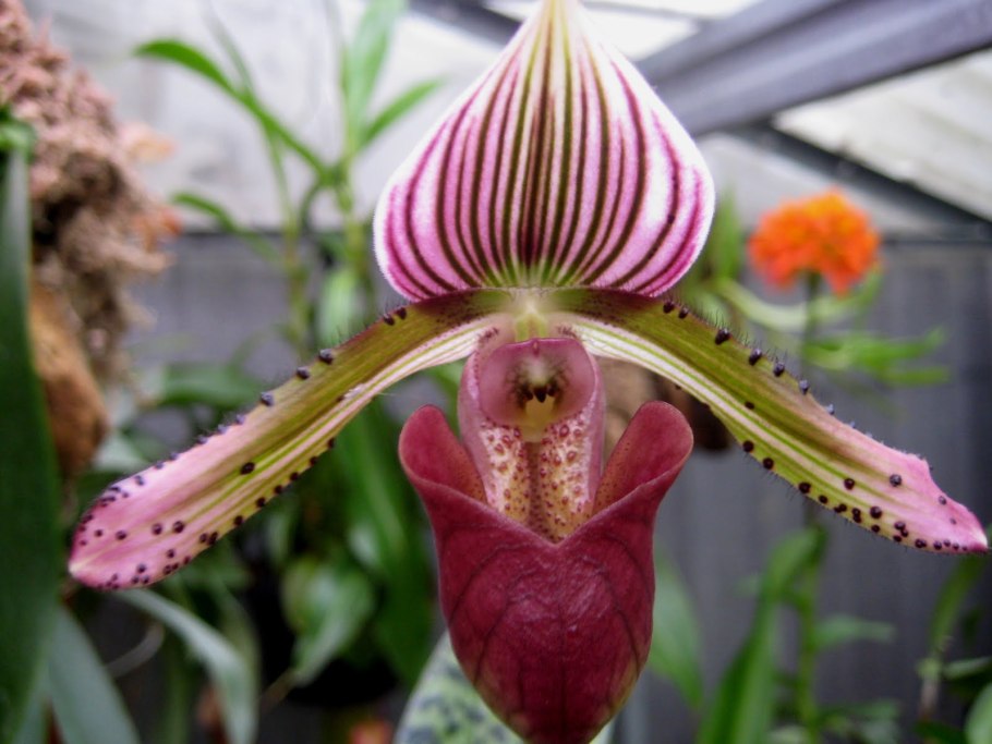 Красный Пафиопедилум