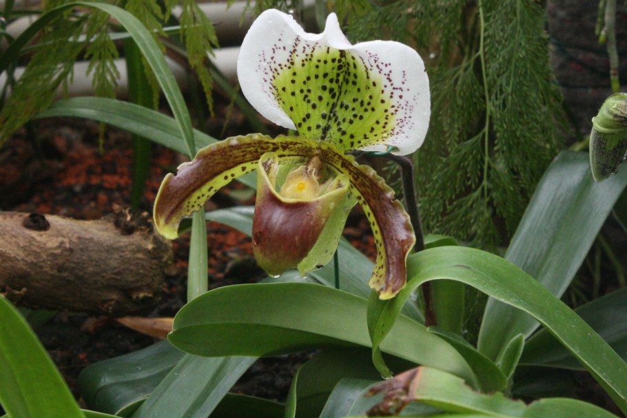 Пафиопедилум Sandro Botticelli