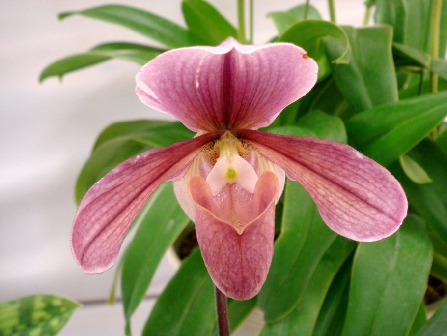 Пафиопедилум Лоуренса