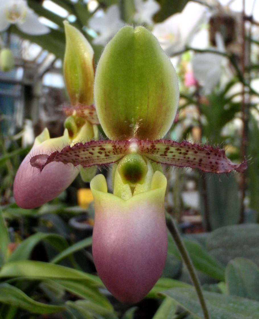 Орхидея Paphiopedilum