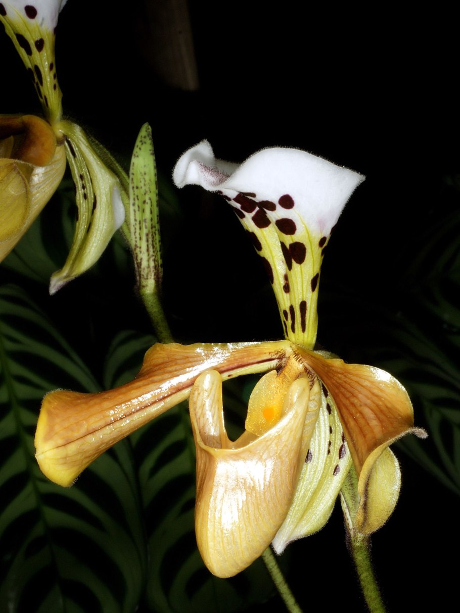 Paphiopedilum acmodontum