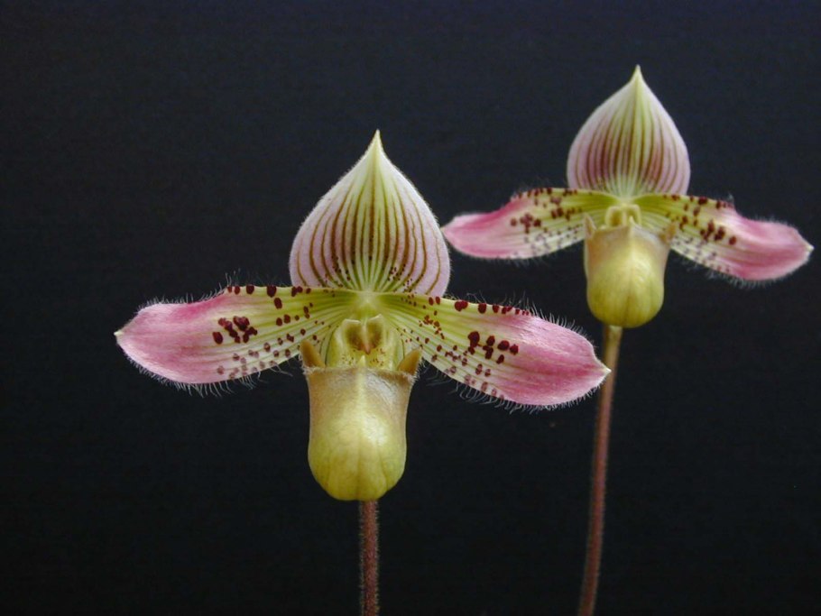 Пафиопедилум Чарльзворта