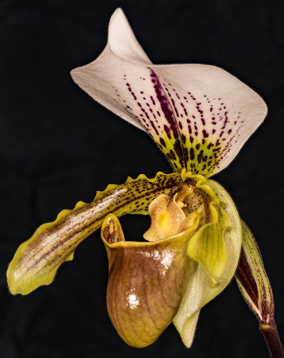 Орхидея Пафиопедилум Эмма