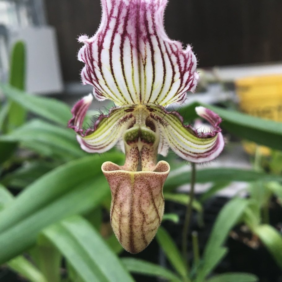 Paphiopedilum liemianum