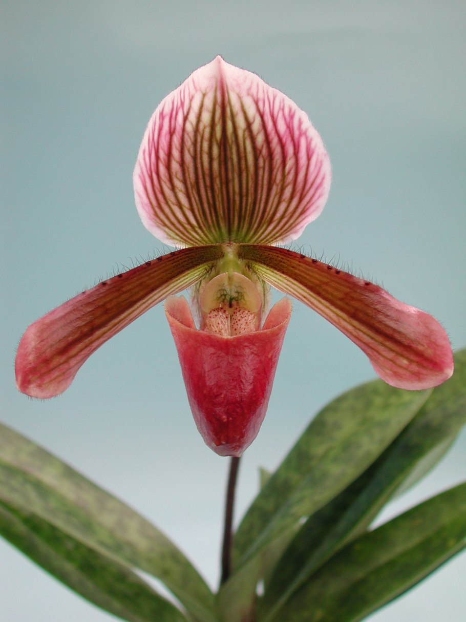 Paph. Villosum