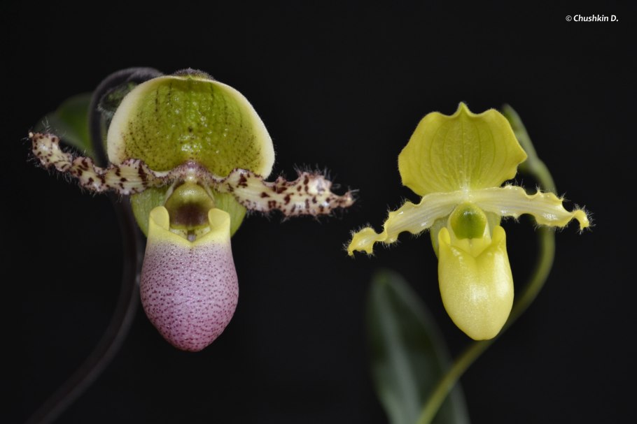 Пафиопедилум sukhakulii