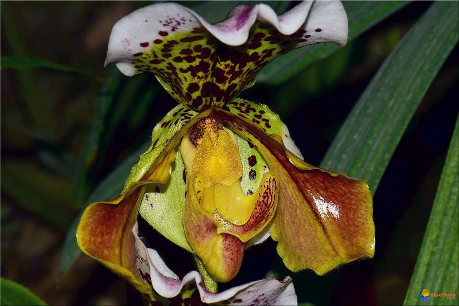Пафиопедилум филиппинец