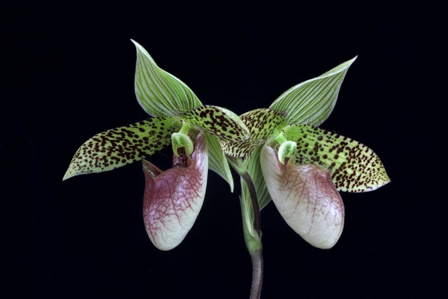 Paphiopedilum Milo