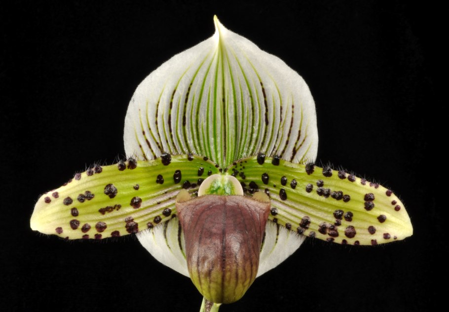 Венерин башмачок Пафиопедилум