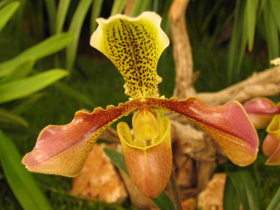 Пафиопедилюм Джаки