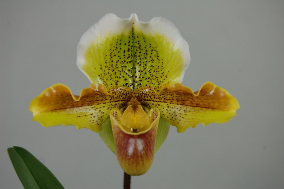Paphiopedilum tranlienianum