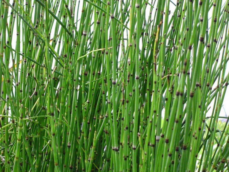 Хвощ Луговой