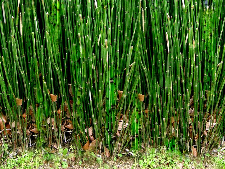 Equisetum ramosissimum