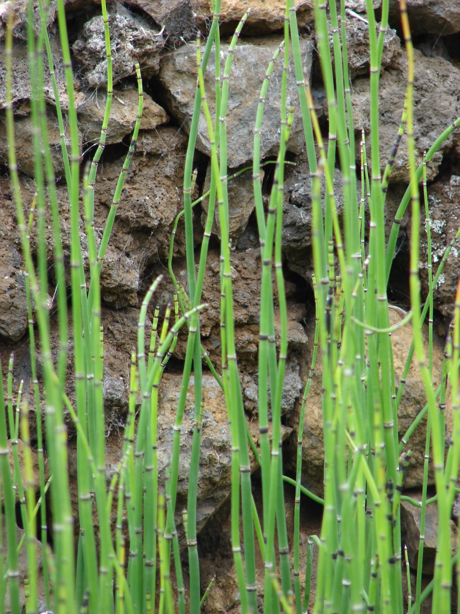 Эфедра Северная