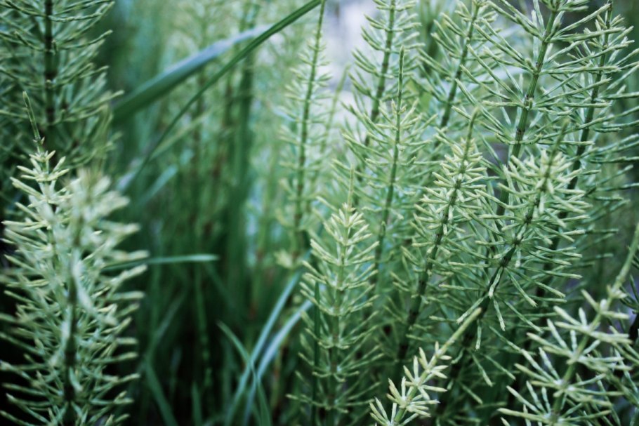 Equisetum giganteum
