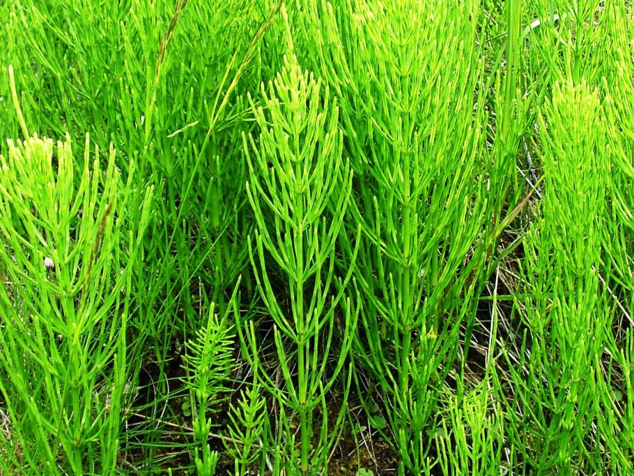 Equisetum ramosissimum