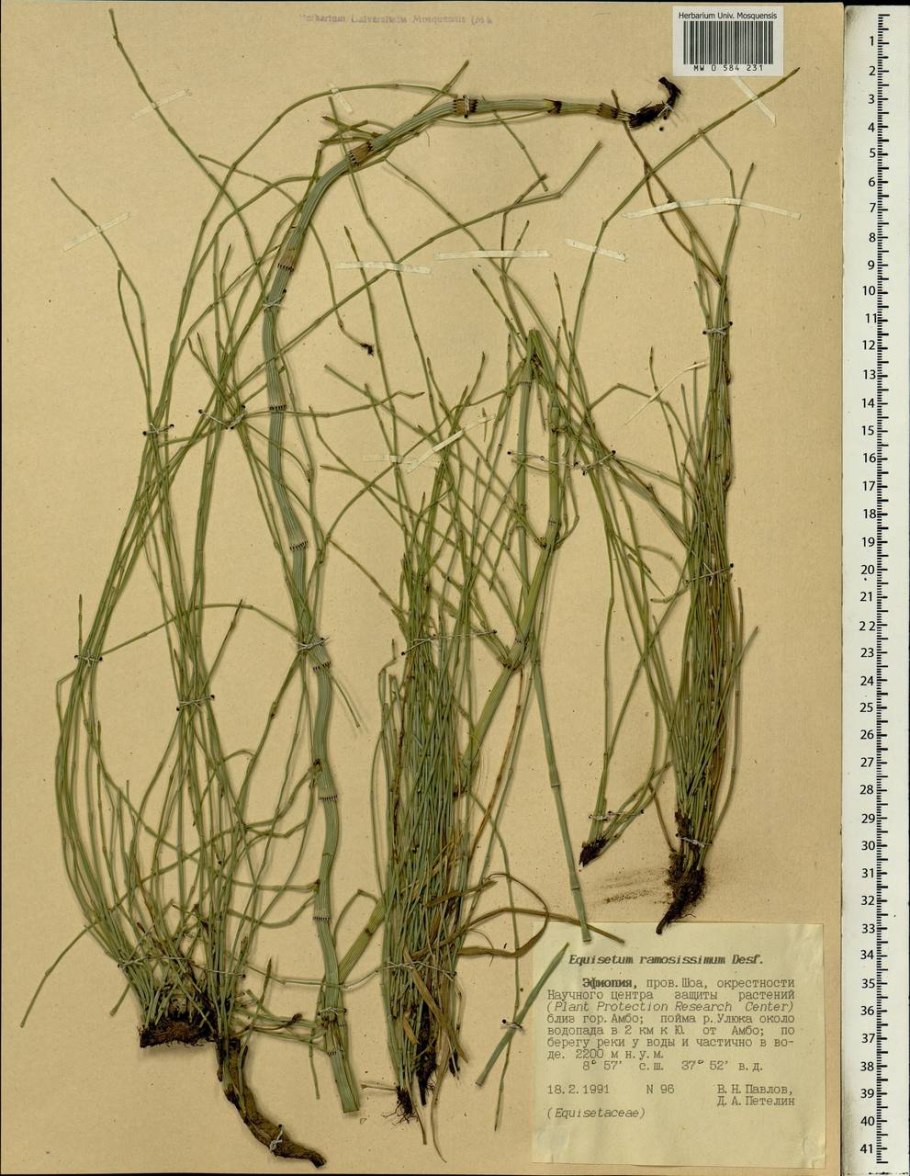 Хвощ зимующий Equisetum hyemale