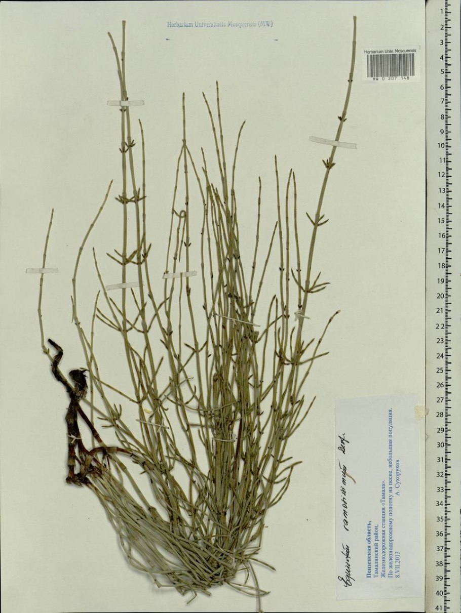 Хвощ ветвистый описание