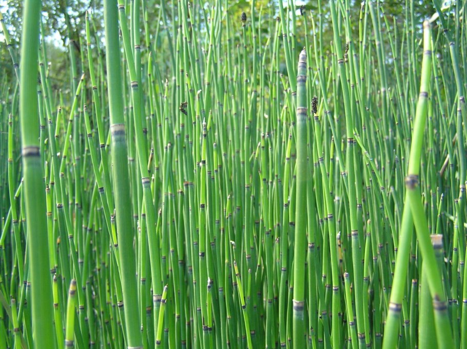 Equisetum ramosissimum