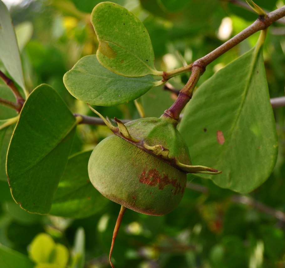 Avicennia, Sonneratia