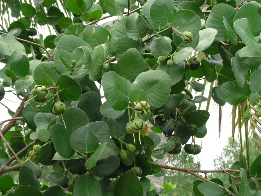 Sonneratia caseolaris