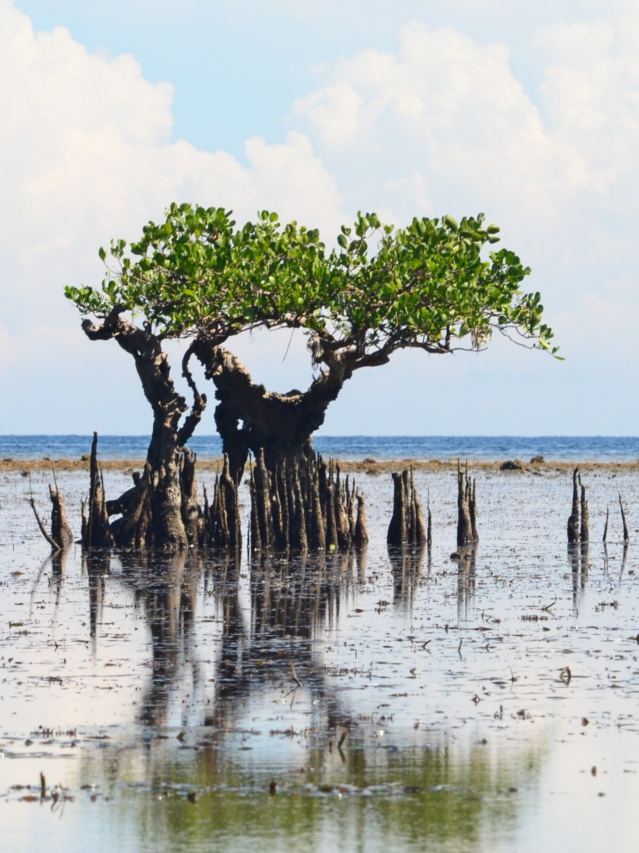 Sonneratia caseolaris