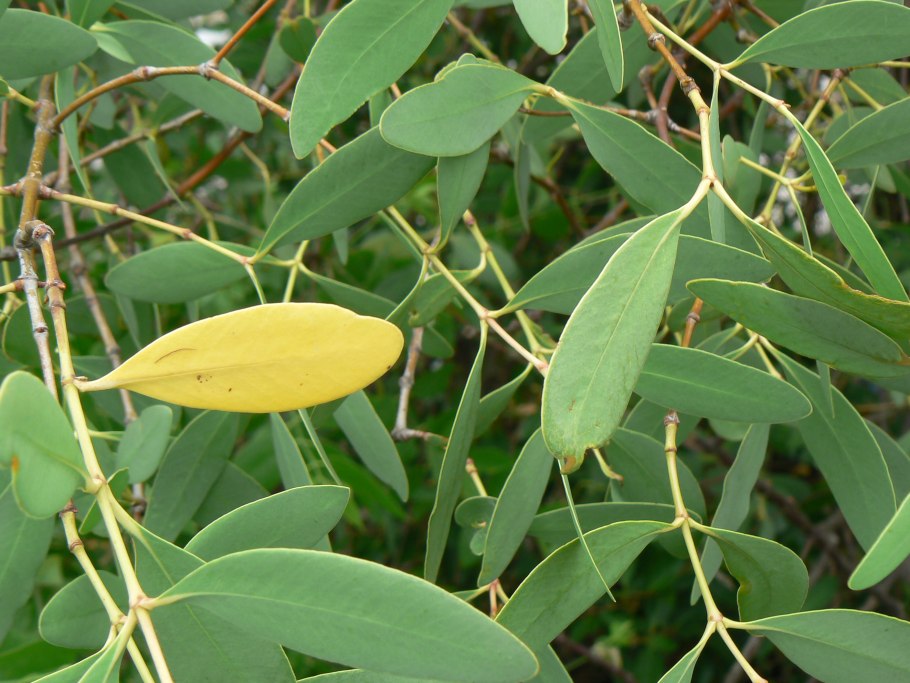 Sonneratia caseolaris