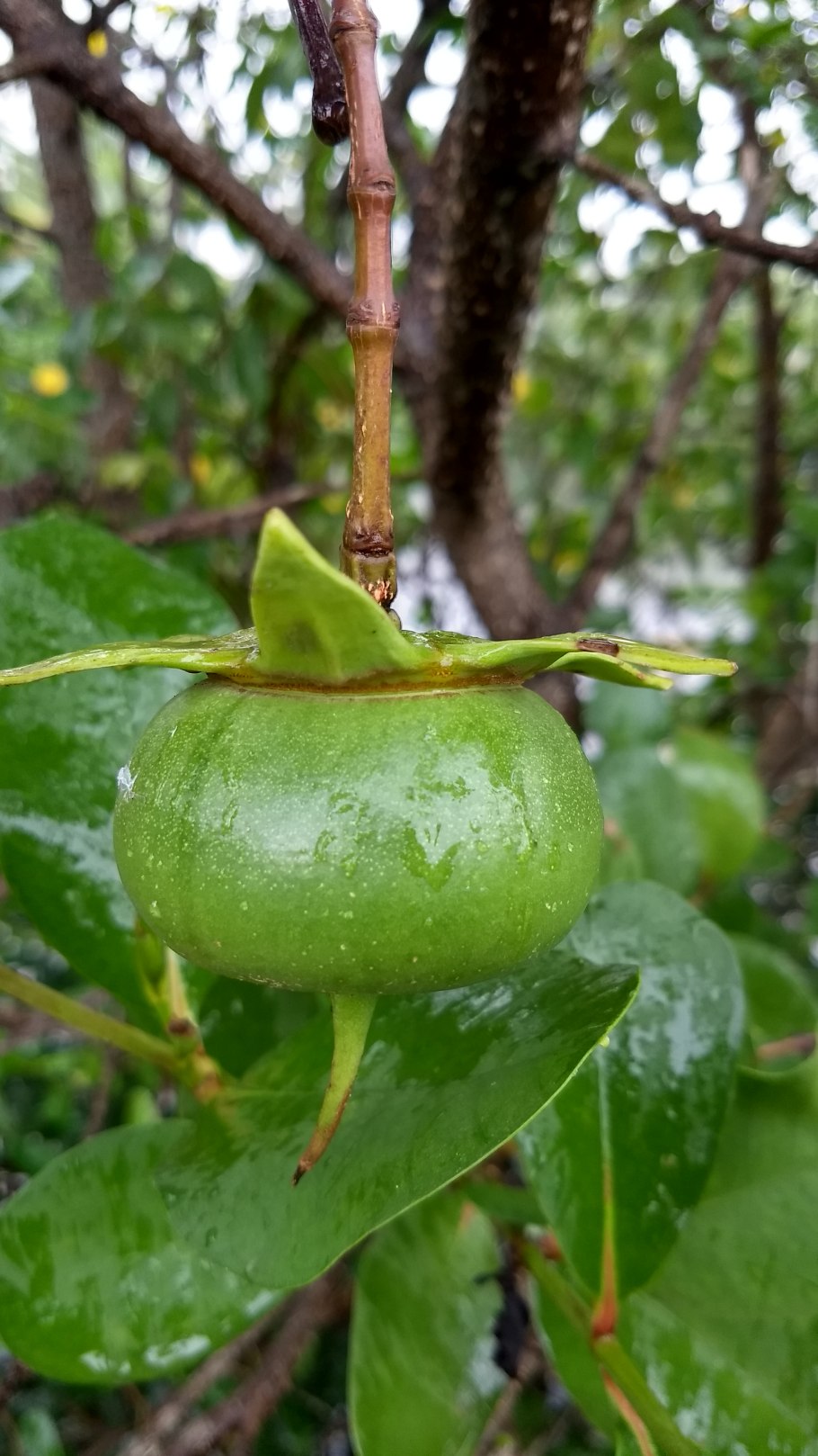 Sonneratia caseolaris