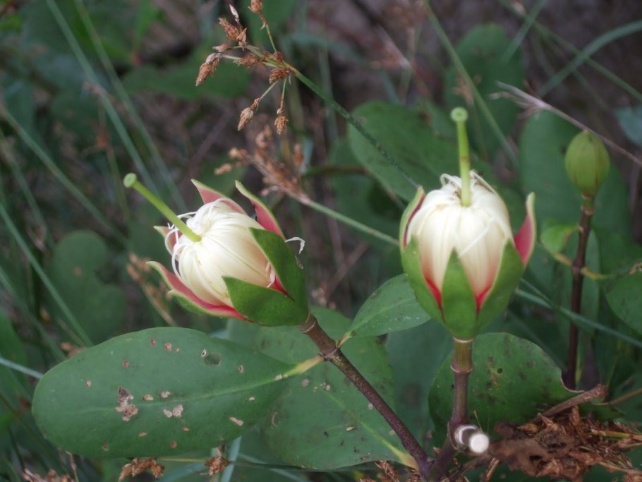 Дыхательные корни пневматофоры