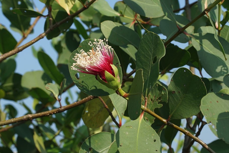 Sonneratia caseolaris