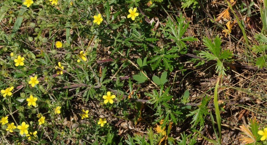 Potentilla erecta