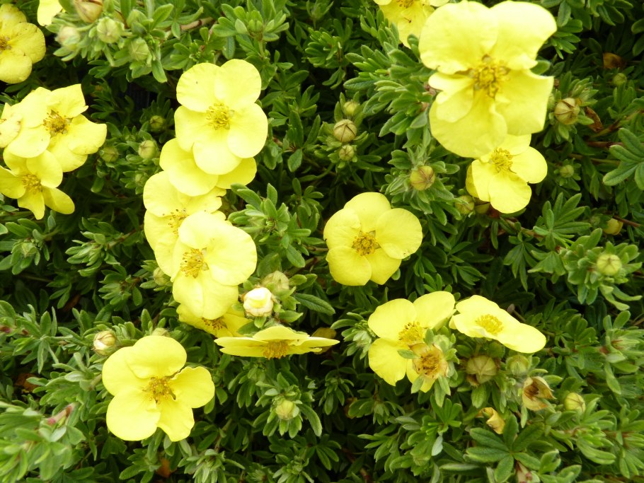 Potentilla Aurea
