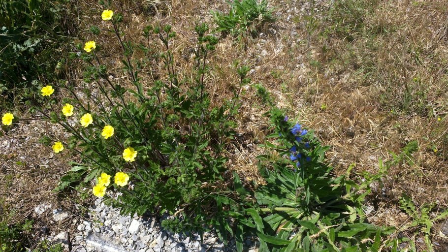 Лапчатка берингийская