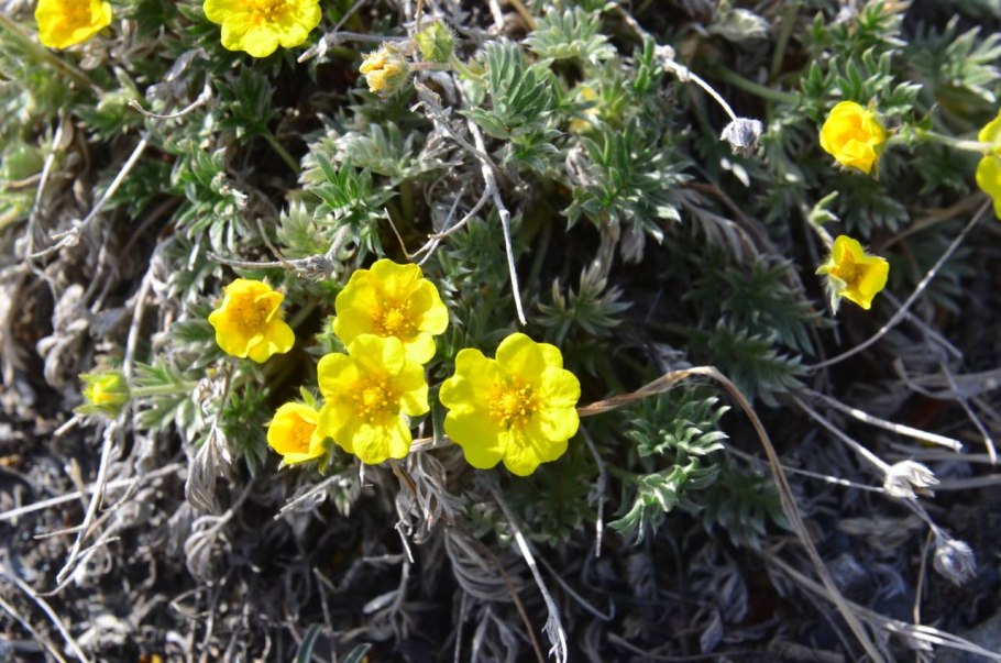 Лапчатка Песчаная