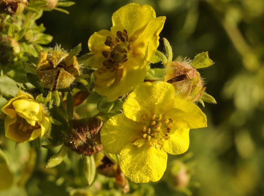Potentilla astracanica