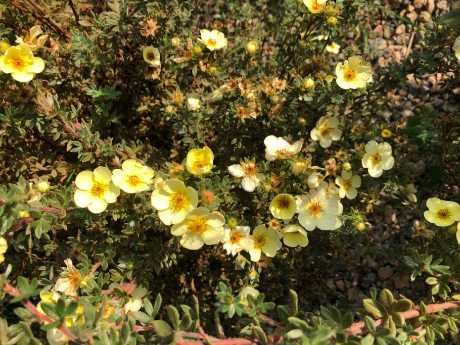 Potentilla reptans