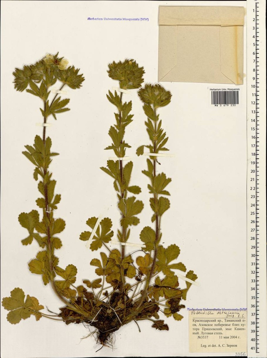 Лапчатка анахоретская